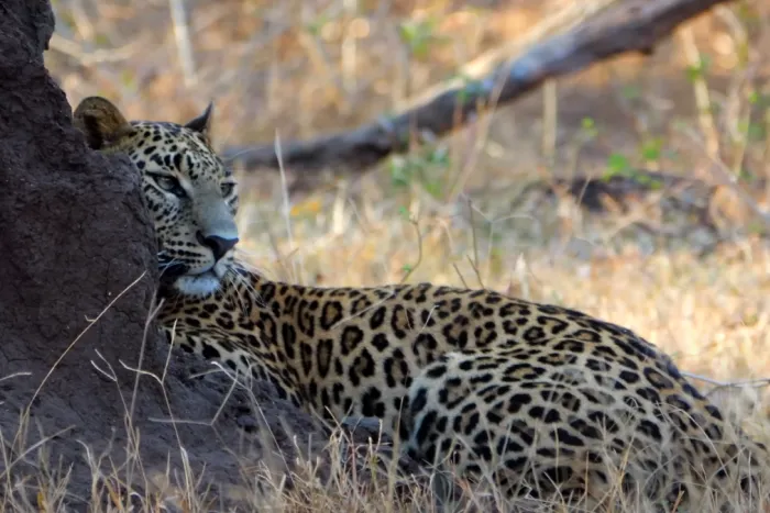 BRT Tiger Reserve View